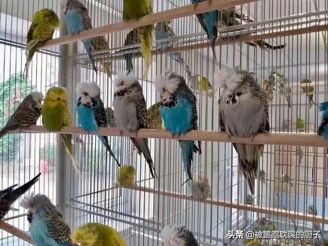 虎皮鹦鹉罕见品种,常见大头虎皮鹦鹉