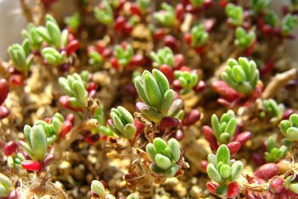 好看好养的种子,好看又好养的品种