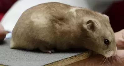 仓鼠种类大仓鼠,仓鼠的详细资料仓鼠的种类