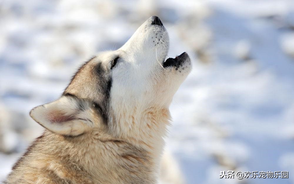 狗狗半夜乱叫怎么让它闭嘴,狗狗半夜嚎叫怎么纠正