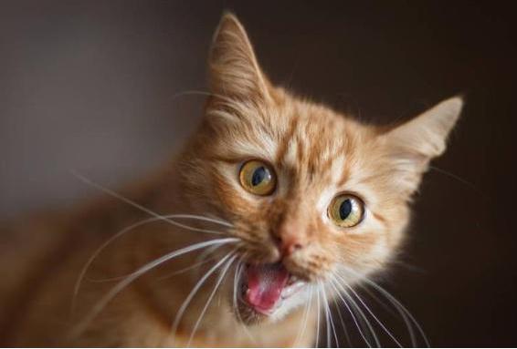 你知道猫咪的胡须为什么不能剪吗,为什么猫咪的胡须不能剪