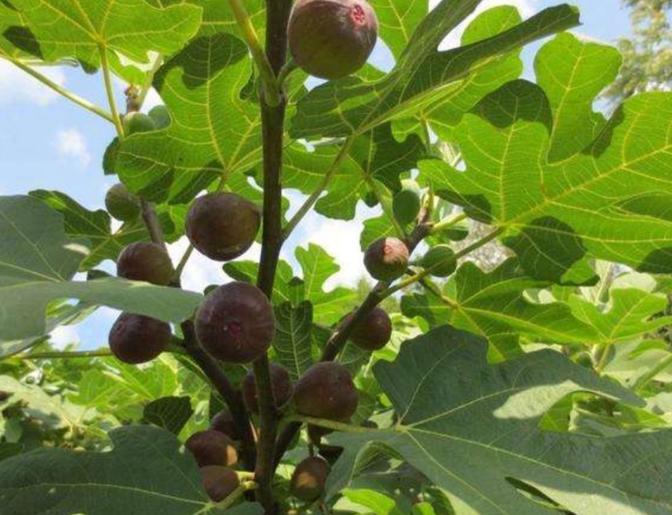 盆栽无花果掉叶子怎么办,布兰瑞克无花果春果掉落