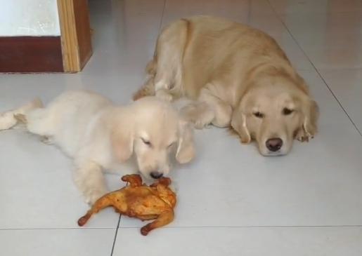 狗狗更爱主人还是幼崽,小狗狗知道主人爱它吗