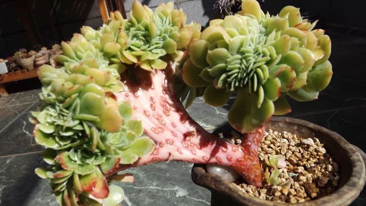 爱机车，爱多肉，宝妈花姐的诗和远方