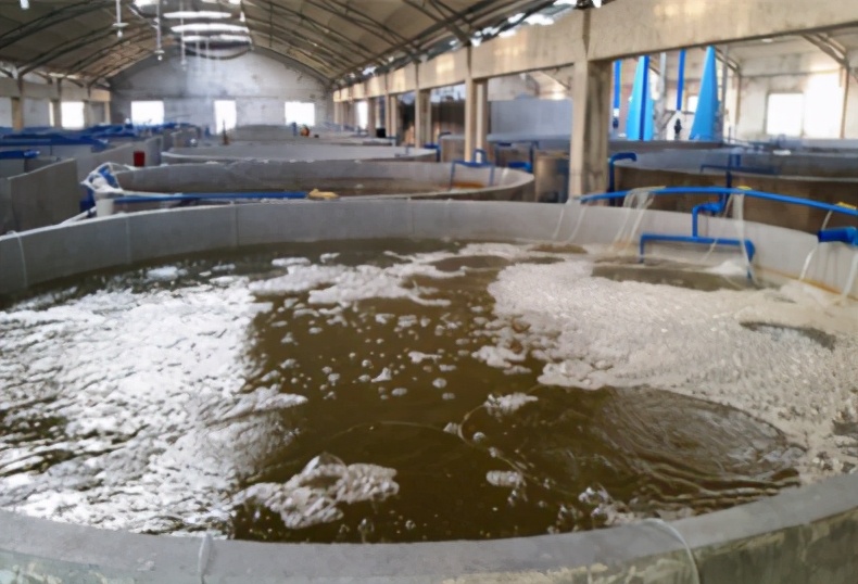 养虾喂食技术视频,养虾需要喂什么饲料