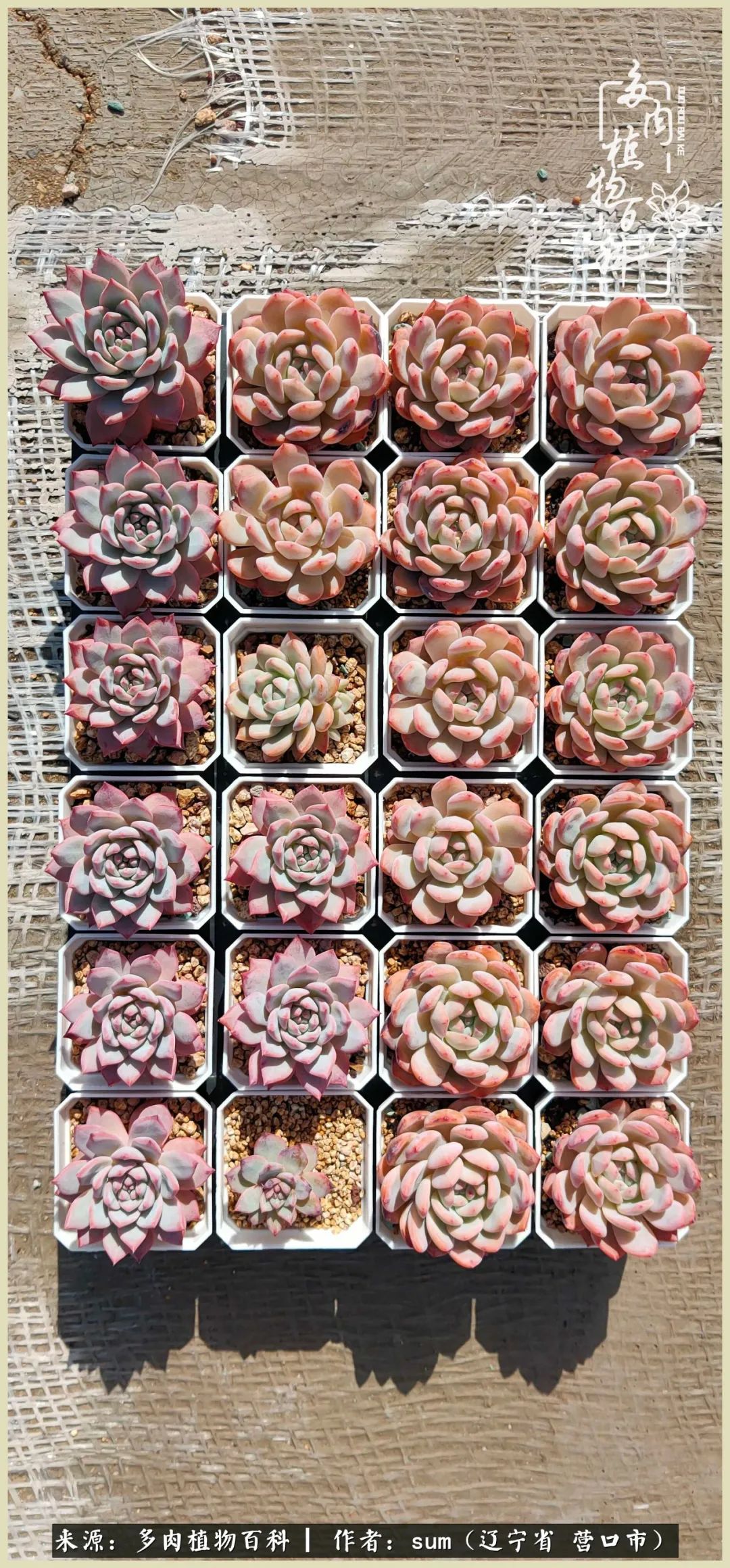 养多肉是一个很治愈的过程,养多肉是一种爱