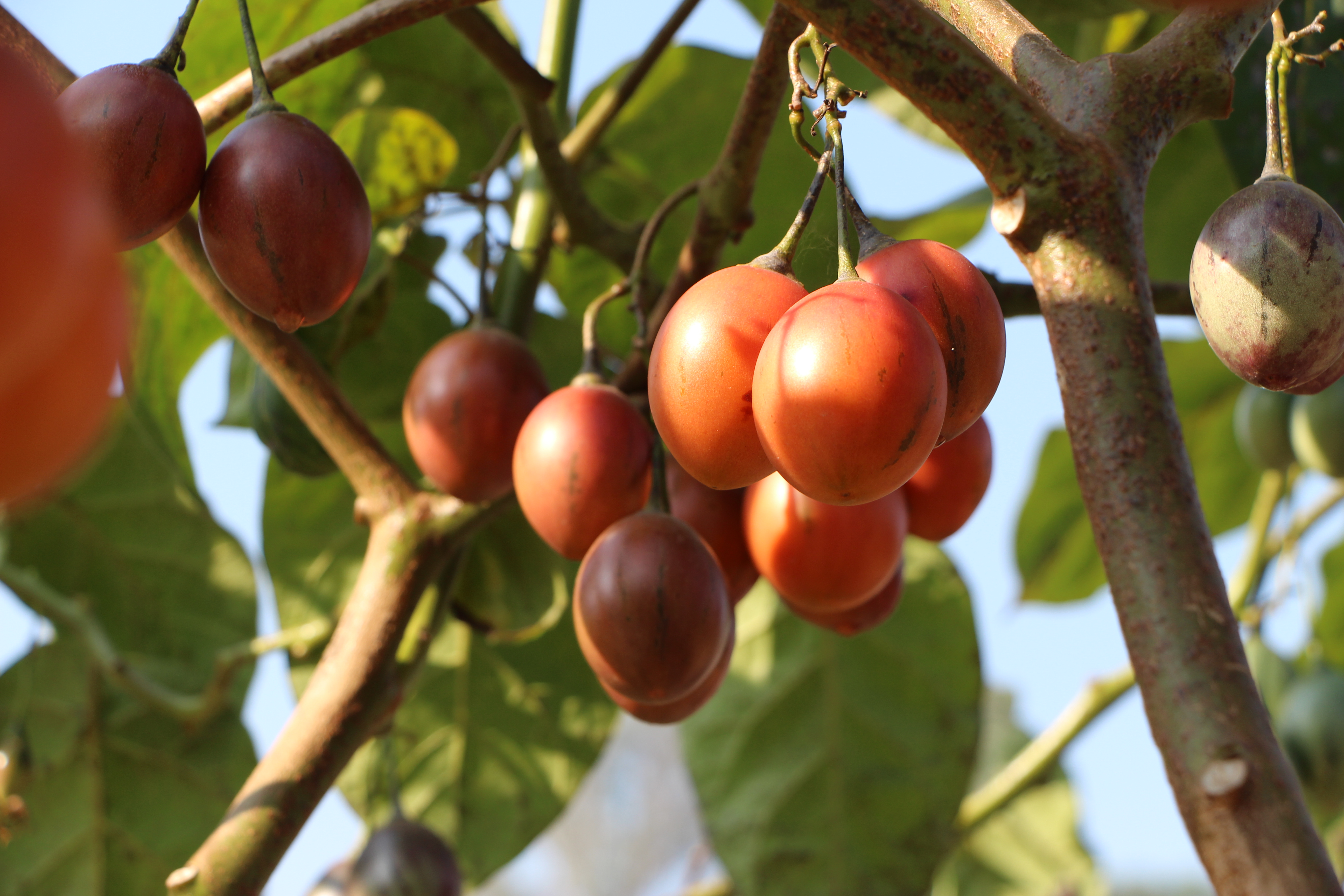 冬天怎么防止番茄冻伤,果树防止倒春寒最好的方法