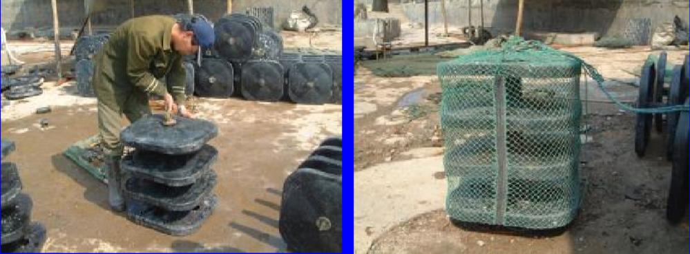 鲍鱼养殖怎么养得好吃,鲍鱼的养殖方法和注意事项