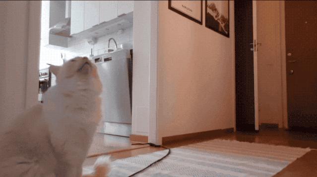 “因为一句话，我家猫在监控前守了一夜，彻夜未眠”