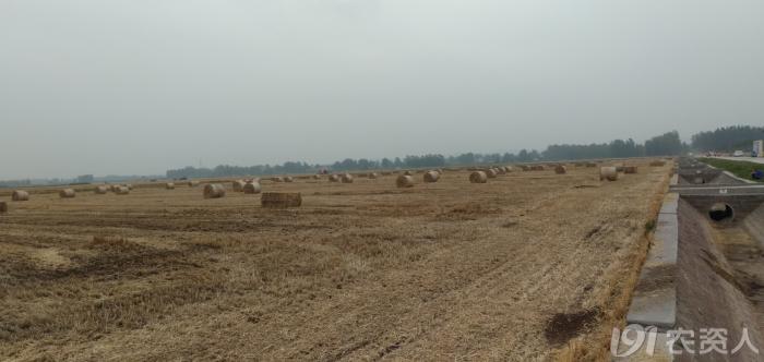 河南适合种植高产玉米,玉米高产高效种植技术