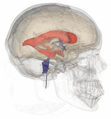 脑科学之谜：你眼中的世界，不过是大脑制造的“幻觉”，当你认同这种幻觉时，就会称之为“现实”