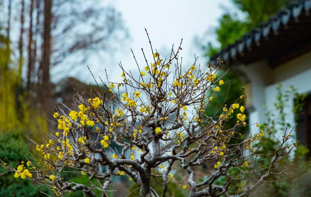 南京腊梅最佳观赏时间,南京赏梅花景点推荐
