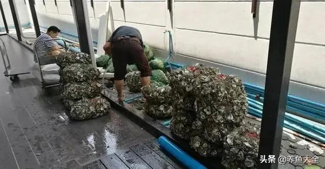 小桥流水制作全过程,小桥流水鱼缸造景技巧