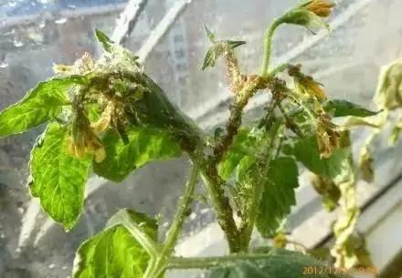 如何防治蚜虫的方法,蚜虫妙招