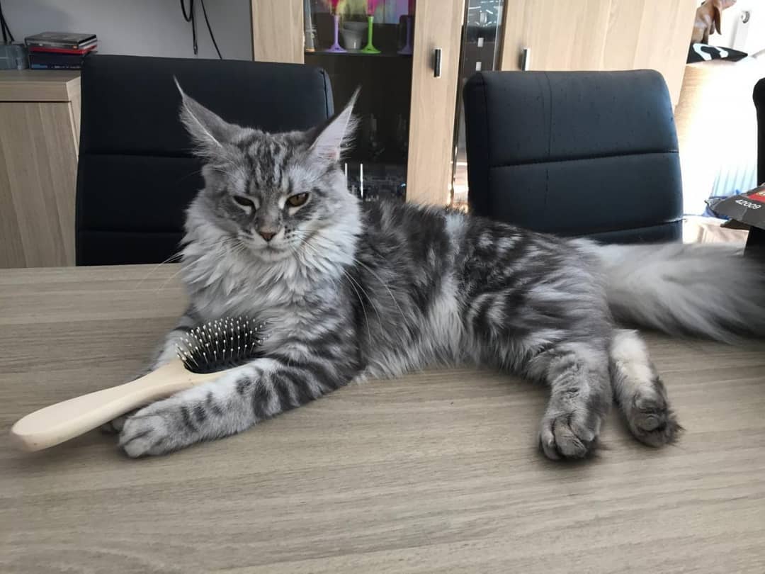 夏季小猫咪中暑,夏天猫咪中暑