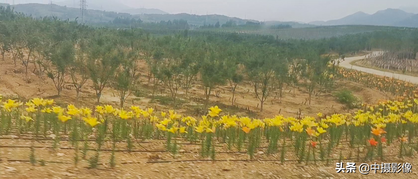 观日照白鹭湾小镇，看湾里人的生活与艺术，是怎样一首田园诗