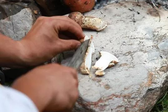 松茸多少钱一斤今日,松茸多少钱一斤的最好