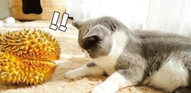 遇到猫咪怎么办,被猫咪咬了怎么判断有没有狂犬病