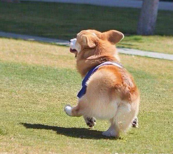 金毛和哈士奇哪个更适合家庭犬,金毛和哈士奇哪个是大型犬