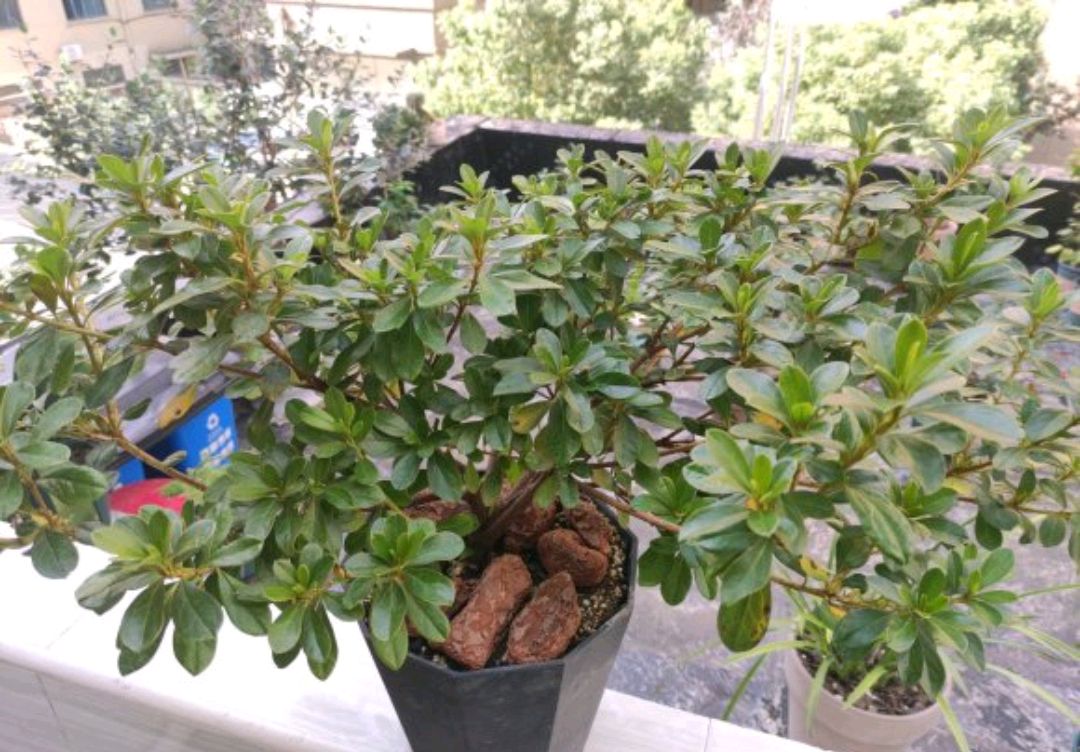 杜鹃花上部分花瓣有黑斑,杜鹃花叶子有黑斑