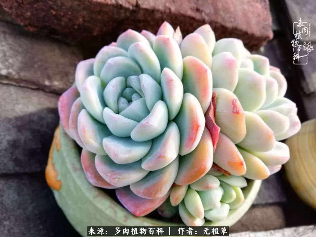 多肉寒冬中茁壮成长,多肉岁月的沉淀