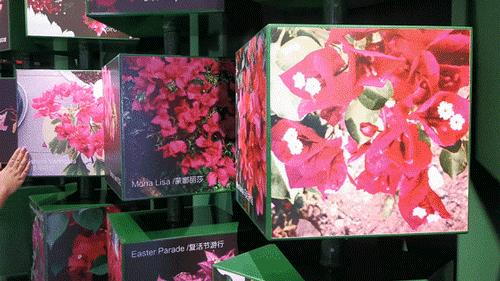 深圳最美簕杜鹃谷公园花海,宝安区花海赏花景点