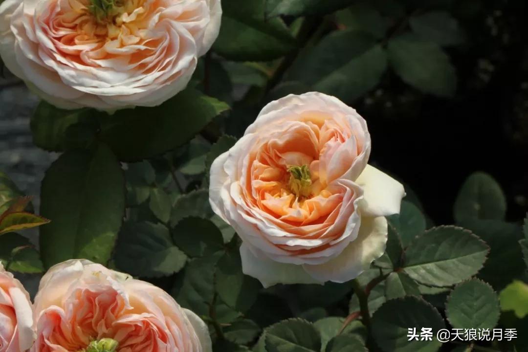 又一个十年,国产自育品种