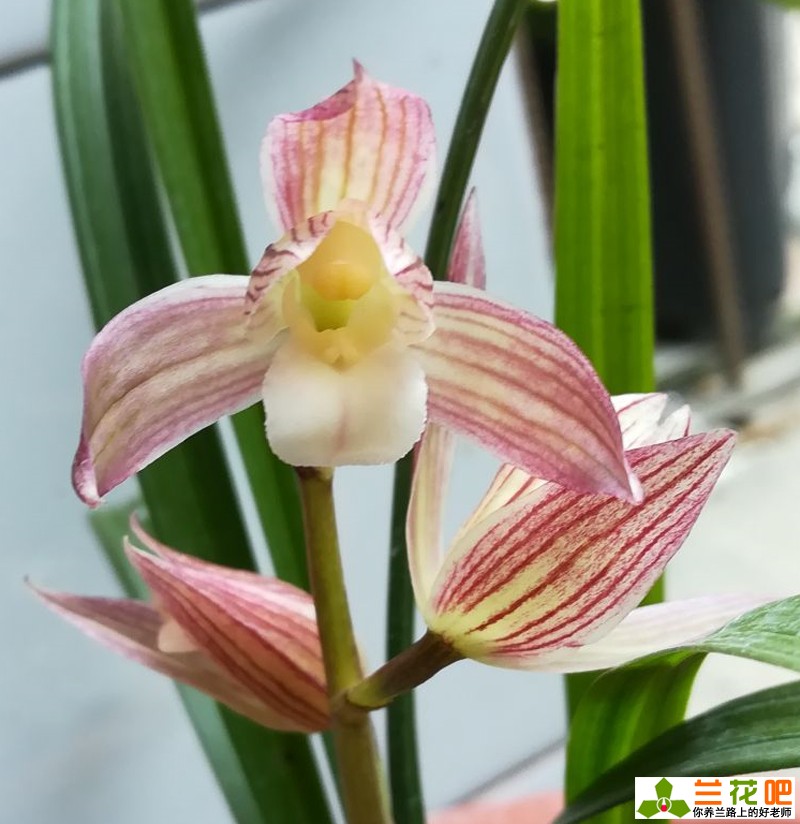 素心兰花和青山玉泉兰花哪个更好,素心兰花是什么样子