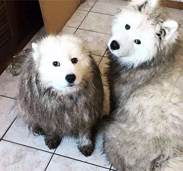 萨摩耶犬有这6大缺点,养萨摩耶的缺点有哪些