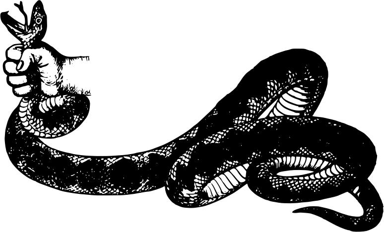 三米长的眼镜王蛇闯入家里,3米眼镜王蛇闯进民宅