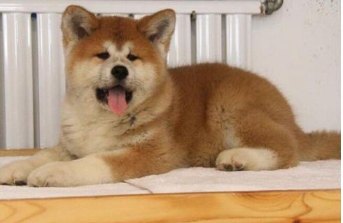 想养秋田犬快来看优缺点分析,想养狗狗幼犬最好养什么狗