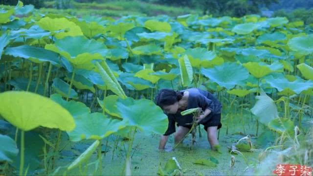 网红李子柒的商业价值分析,李子柒创业团队有哪些人