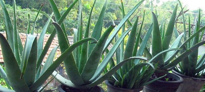 芦荟能带来好运吗,芦荟真的可以美容养颜吗