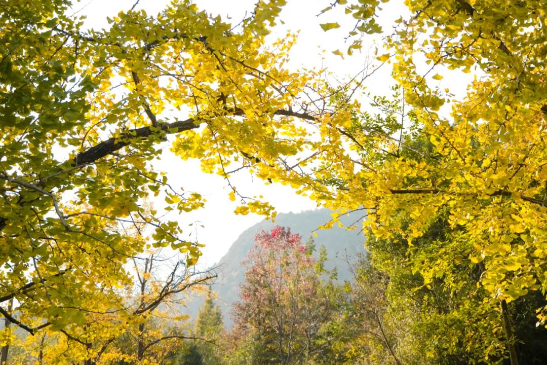 银杏古道自驾游攻略,江浙沪绝美古道苏州