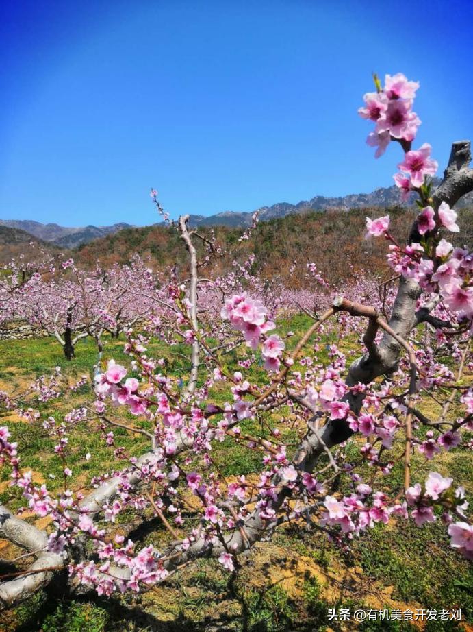 知乎有个小院,种点什么树好哪