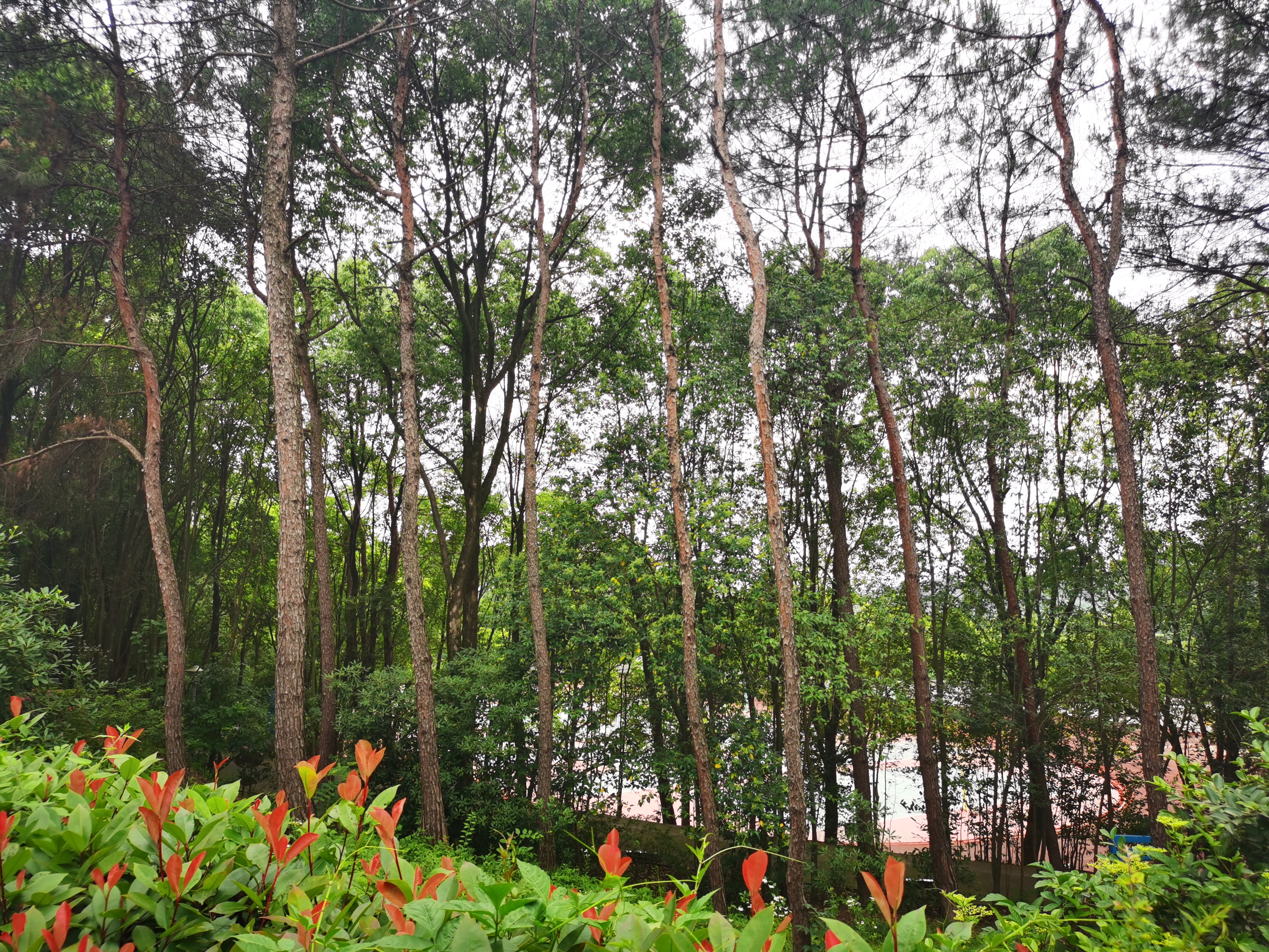 修竹万竿,修竹万竿松影乱