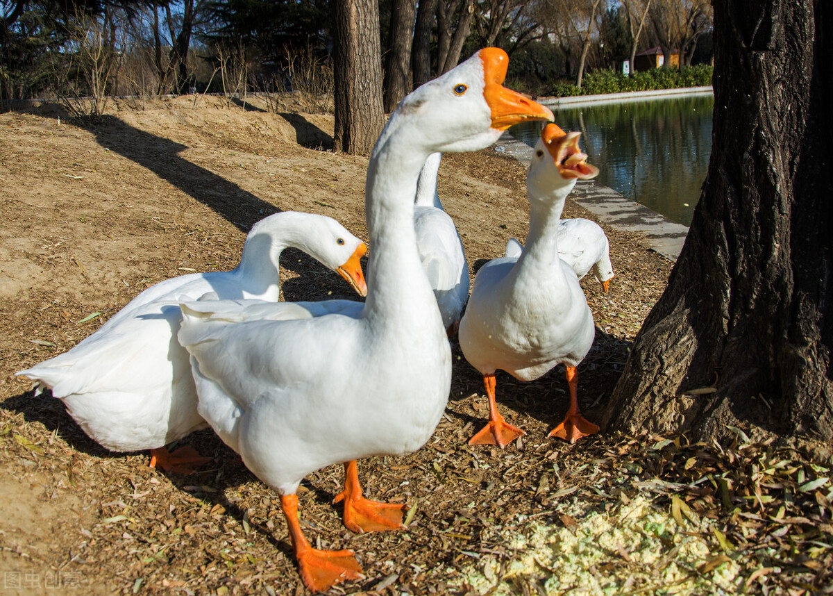 大白鹅和黄鼠狼的天敌,大白鹅和黄鼠狼是天敌吗