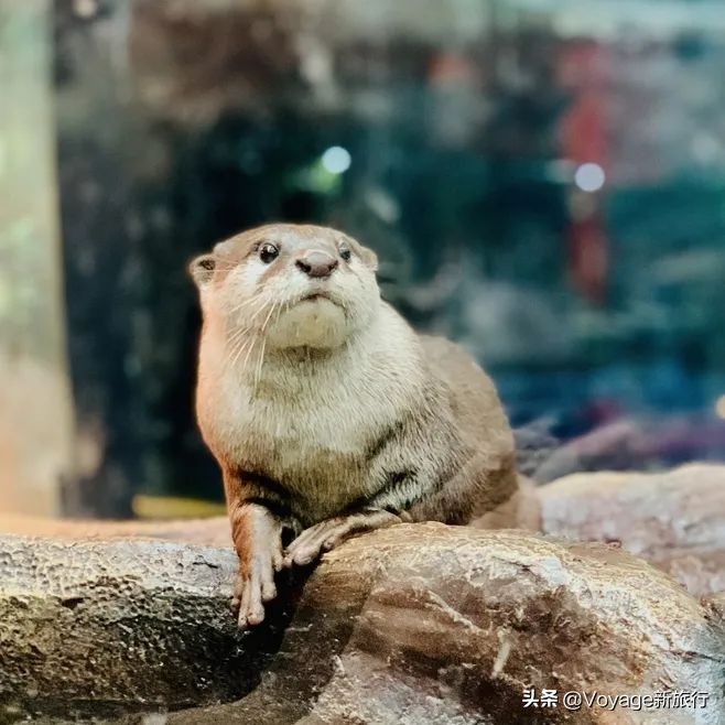 重庆融创文旅城和万达,融创文旅城飞越重庆