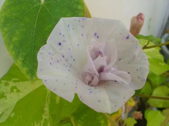 牵牛花到处都可以肆无忌惮的生长,不常见的品种,美出天际!