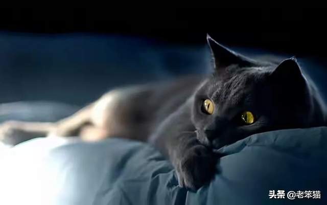 顶级杀手为救女朋友重出江湖,顶级杀手为救女孩被黑帮追杀