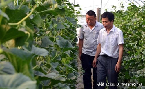 羊角蜜可以和甜瓜一起种植吗,羊角蜜甜瓜种植技术及适宜温度