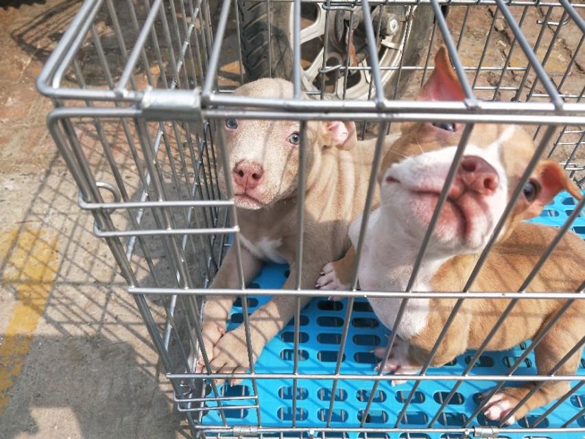 小伙去狗场抓德牧,开封狗市抓狗