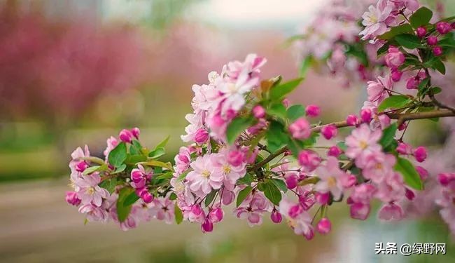 赏花好时节,赏花感言一句话