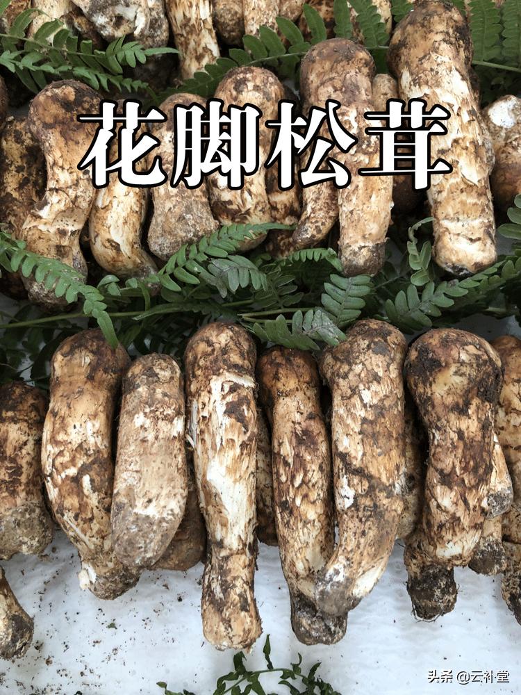 马尾松茸花脚松茸,马尾松茸能吃吗
