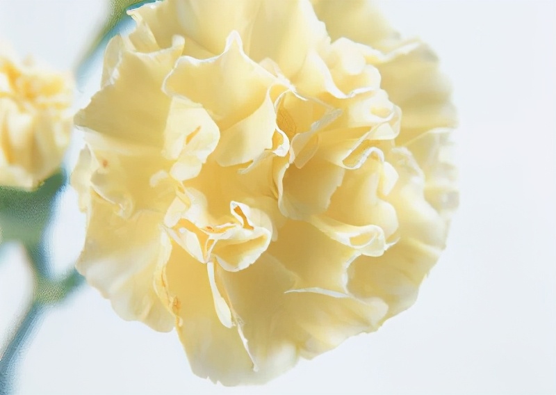 世界各国的国花和国树是什么,世界各国国花大开眼界美到爆