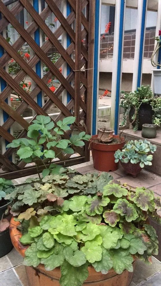 转角遇见多肉,遇见多肉治愈自己