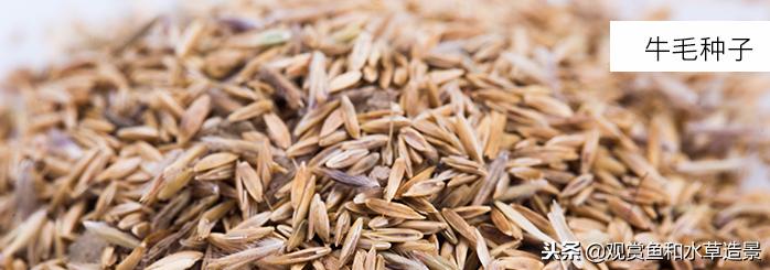 新手入坑草缸要小心，水草种子千万不要买