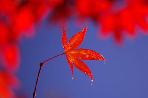 枫醉秋色叶叶红，又“为问东风吹老，几度枫江兰径，千里转平芜”