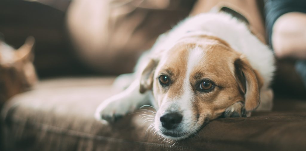 狗狗肝病会很瘦怎么办,狗狗肝病能治疗好吗