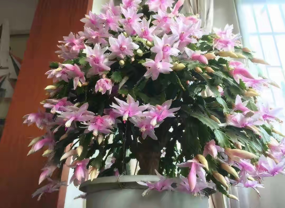 22种花耐旱耐热,天冷种花要注意什么